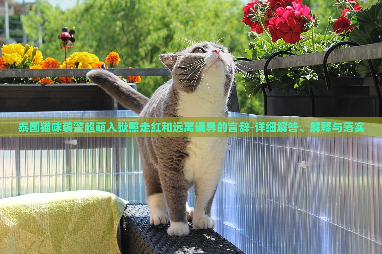 泰國(guó)貓咪襲警超萌入獄照走紅和遠(yuǎn)離誤導(dǎo)的言辭-詳細(xì)解答、解釋與落實(shí)
